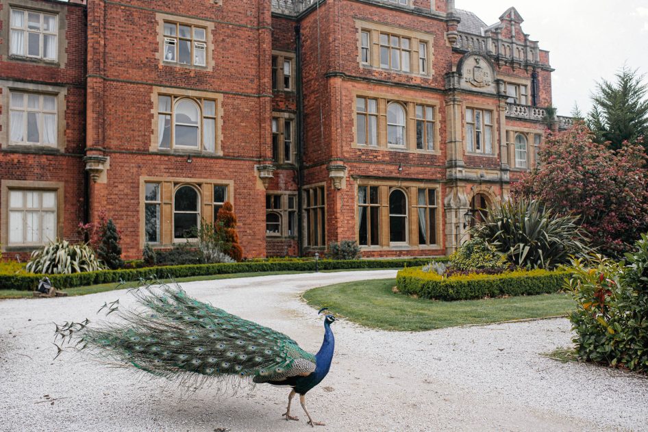 Peacock outside Rossington Hall